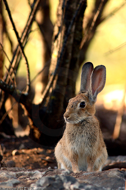 Conejo de campo (Oryctolagus cuniculus)